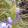 Gentianopsis crinita, habit