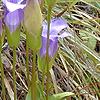 Gentianopsis crinita, habit