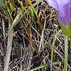 Gentianopsis crinita, habit