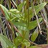 Gentianopsis crinita, flowers