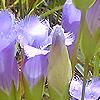 Gentianopsis crinita, flowers
