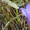 Gentianopsis crinita, flowers