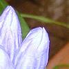 Gentiana linearis, flowers