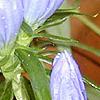 Gentiana linearis, flowers