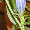 Gentiana linearis, flowers