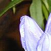 Gentiana linearis, flowers