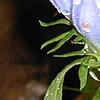 Gentiana linearis, flowers