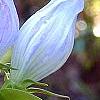 Gentiana saponaria, flowers
