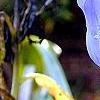 Gentiana saponaria, flowers