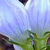 Gentiana saponaria, flowers