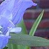 Gentiana saponaria, flowers