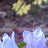 Gentiana saponaria, flowers