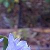 Gentiana saponaria, flowers