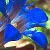 Gentiana septemfida, flowers