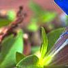 Gentiana septemfida, flowers