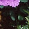 Lisianthus russellianus 'Forever Blue', flowers