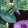 Lisianthus russellianus 'Forever Blue', flowers