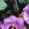 Lisianthus russellianus 'Forever Blue', flowers