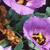 Lisianthus russellianus 'Forever Blue', flowers