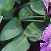 Lisianthus russellianus 'Forever Blue', flowers
