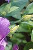 Lisianthus russellianus 'Forever Blue', flowers
