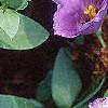 Lisianthus russellianus 'Forever Blue', flowers