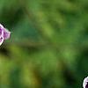 Erodium x kolbianum 'Natasha', flowers