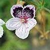 Erodium x kolbianum 'Natasha', flowers