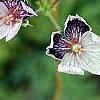 Erodium x kolbianum 'Natasha', flowers