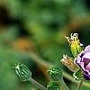 Erodium x kolbianum 'Natasha', flowers