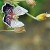 Erodium x kolbianum 'Natasha', flowers