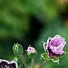 Erodium x kolbianum 'Natasha', flowers