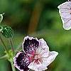 Erodium x kolbianum 'Natasha', flowers