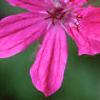 Erodium manescaui, flowers