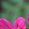 Erodium manescaui, flowers