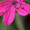 Erodium manescaui, flowers