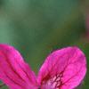 Erodium manescaui, flowers