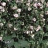 Geranium x cantagbrigiense 'Biokovo', habit