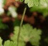 Geranium x cantagbrigiense 'Biokovo', flowers