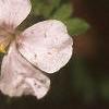 Geranium x cantagbrigiense 'Biokovo', flowers