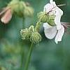 Geranium x cantagbrigiense 'Biokovo', flowers