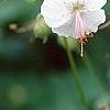 Geranium x cantagbrigiense 'Biokovo', flowers