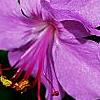 Geranium x cantagbrigiense 'Karmina', flowers