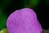 Geranium x cantagbrigiense 'Karmina', flowers