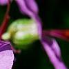 Geranium x cantagbrigiense 'Karmina', flowers