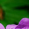 Geranium x cantagbrigiense 'Karmina', flowers