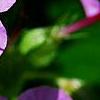 Geranium x cantagbrigiense 'Karmina', flowers