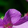 Geranium x cantagbrigiense 'Karmina', flowers