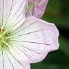 Geranium cinereum 'Apple Blossom', flowers