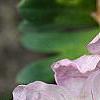 Geranium cinereum 'Apple Blossom', flowers